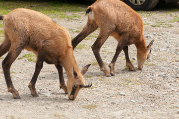 camoscio, chamois