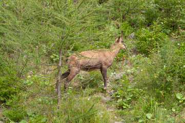 camoscio, chamois