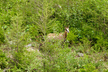 camoscio, chamois