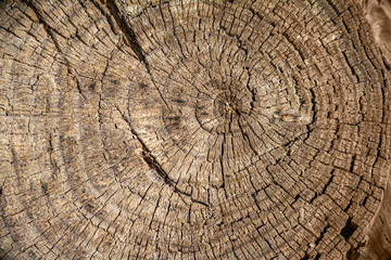 Tree wood pattern with rings