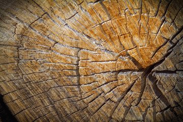 Pine tree trunk cut with cracked wood pattern