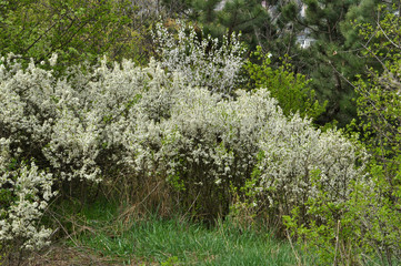 Blooms overgrown bushes blackthorn