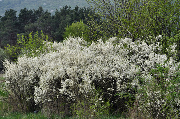 Blooms overgrown bushes blackthorn