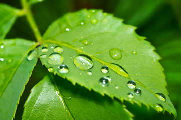Drops of dew in the green leaves. Beautiful nature background with morning fresh drops of transparent rain water on a green leaf