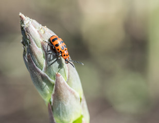 Spotted asparagus beetle on the asparagus sprout top.
