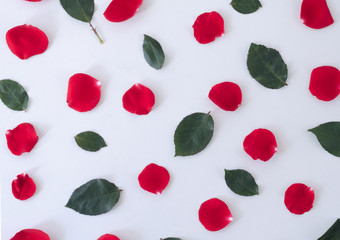 Flowers composition on white background. Roses. Flat lay.