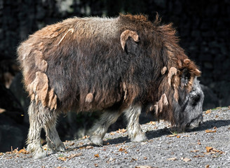 Musk-ox calf. Latin name - Ovibos moschatus	