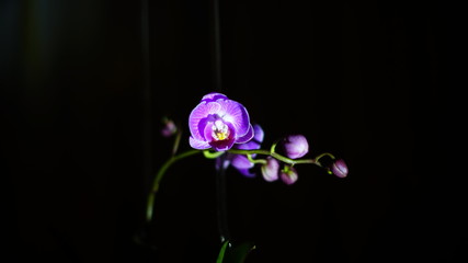 Orchidea
