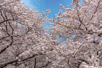 full bloom beautiful pink cherry blossoms flowers ( sakura ) in springtime sunny day with blue sky natural background