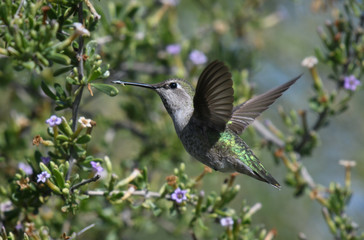 Green hummingbird feeding at a tree