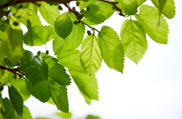 Fototapeta premium young green leaves on the tree, spring season