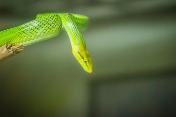 Red Tailed Green Rat Snake (Gonyosoma oxycephalum) on the branches in the backyard.