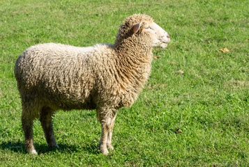 Sheep grazing in meadow