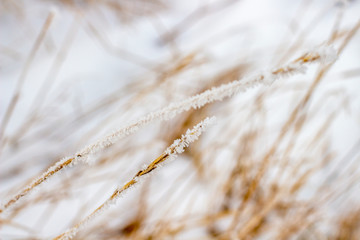 Fototapeta premium Dried December blade of grass covered with frost, natural wild winter field blurred background
