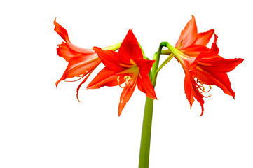 Red Lily on a green stem isolated on a white background. The concept element is bright life