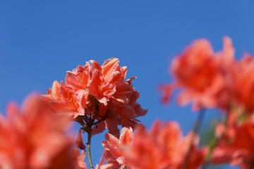 Time of azaleas bloom in the botanical garden.