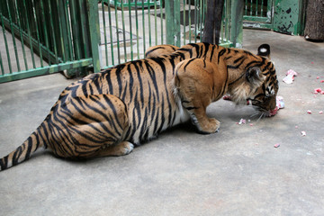tiger eat meat in zoo