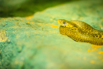 Yellow-spotted keelback snake (Xenochrophis sanctijohanis). Xenochrophis is a genus of colubrid snakes endemic to Asia. They are commonly referred to as painted keelbacks.