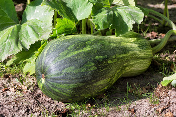 Green gourd maturing on a garden bed