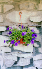a bouquet of purple beautiful flowers in a basket hanging on a white wall