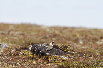 Lonely American Golden plover standing on a rock on the arctic tundra, found near Arviat Nunavut Canada