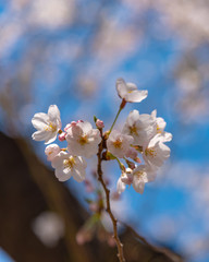 full bloom beautiful pink cherry blossoms flowers ( sakura ) in springtime sunny day with blue sky natural background