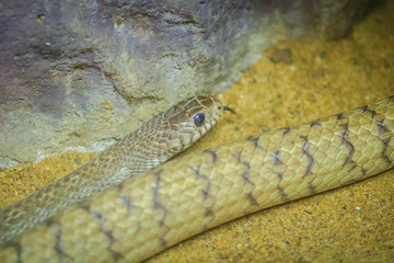 Ptyas mucosa snake. Ptyas is a genus of colubrid snakes. This genus is one of several colubrid genera colloquially called 