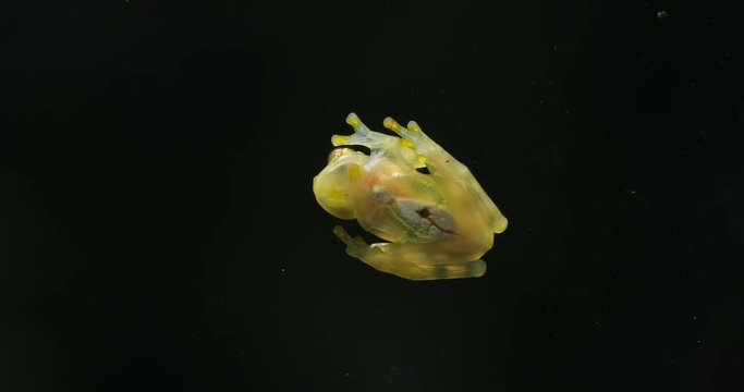 Glass frog with transparent skin, visible organs, heartbeat. Raticulated Glass Frog, Hyalinobatrachium valerioi, green tropic forest, Costa Rica- Wildlife scene, nature. Small glass-frog, night jungle