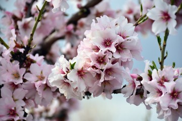 Flores de almendro en invierno