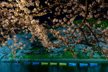 full bloom beautiful pink cherry blossoms flowers ( sakura ) over the garden at night in springtime with soft natural background 