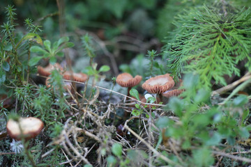 mushroom on green moss