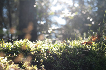 flowers in the garden