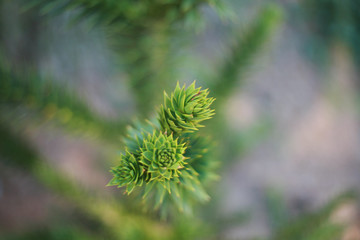 pine branch with cones
