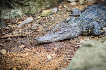 Siamese crocodile (crocodylus siamensis) conceal low on ground.
