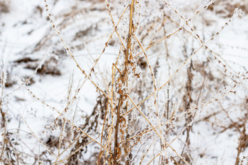 Dried wild field plants covered with frost, texture background