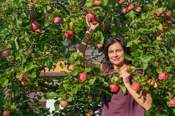 Woman holds red ripe apples in hand. Concept of harvesting, gardening and agriculture