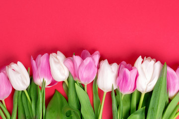 Beautiful tulips on a red background.