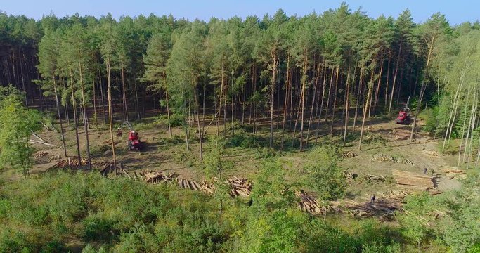 The forestry industry. Pine Forest Harvesting Machine. Logging Equipment. The harvester lumberjack working in a forest. Forest Wheeled Harvesters. A cut-to-length (CTL) forest harvester. 