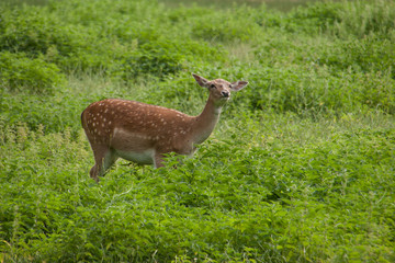 Damhirsch (Dama dama) im hohen Gras
