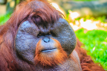 Close up to face of dominant male, Bornean orangutan (Pongo pygmaeus) with the signature developed cheek pads that arise in response to a testosterone surge.
