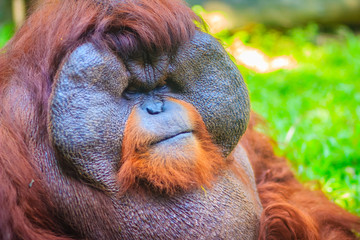 Close up to face of dominant male, Bornean orangutan (Pongo pygmaeus) with the signature developed...