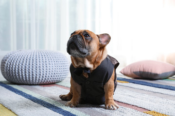 Funny French bulldog in elegant vest sitting on floor indoors