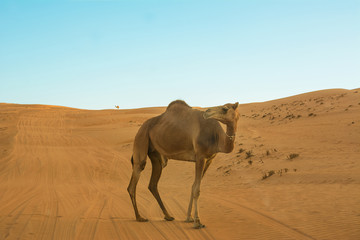 Dromedary walking through desert dunes wahiba sands at sunset (Oman)