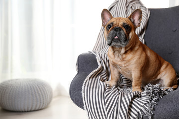 Funny French bulldog in armchair at home. Space for text