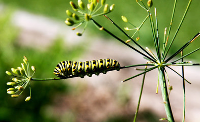 larval stage of a Black Swallowtail Butterfly