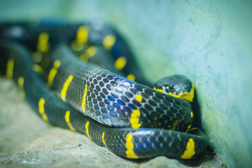 Scary Boiga dendrophila, commonly called the mangrove snake or gold-ringed cat snake, is a species of rear-fanged colubrid from southeast Asia.