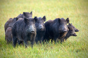 A herd of wild boars, sus scrofa, on a meadow wet from dew. Wild animals in nature early in the...