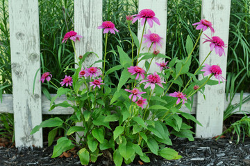 Daisy flowers in front of  a white painted picket fence