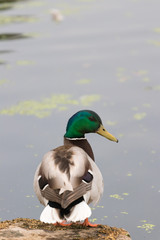 Close-up of mallard duck in profile. Anas platyrhynchos.dng