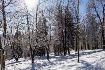 Sun-drenched winter landscape covered with snow on trees.